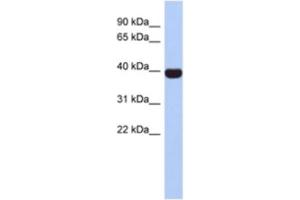 Western Blotting (WB) image for anti-Neurogenic Differentiation 4 (NEUROD4) antibody (ABIN2463887) (NEUROD4 Antikörper)