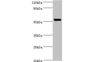 Western blot All lanes: CAMK1G antibody at 5 μg/mL + HL60 whole cell lysate Secondary Goat polyclonal to rabbit IgG at 1/10000 dilution Predicted band size: 54, 52 kDa Observed band size: 54 kDa (CAMK1G Antikörper  (AA 217-476))