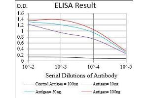 Black line: Control Antigen (100 ng), Purple line: Antigen(10 ng), Blue line: Antigen (50 ng), Red line: Antigen (100 ng), (PTP4A2 Antikörper  (AA 58-162))