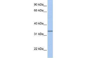 WB Suggested Anti-SPDEF Antibody Titration:  0. (SPDEF/PSE Antikörper  (Middle Region))