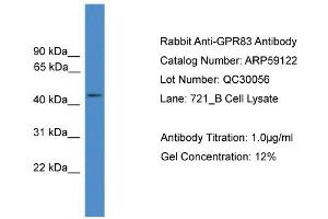 WB Suggested Anti-GPR83  Antibody Titration: 0. (GPR83 Antikörper  (C-Term))