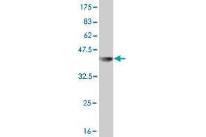 Western Blot detection against Immunogen (36. (USP10 Antikörper  (AA 699-797))