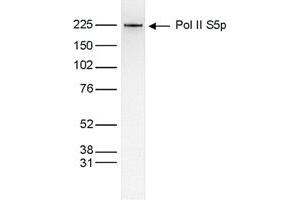 Western Blot of anti-Pol II S5p antibody Western Blot results of Mouse anti-Pol II S5p antibody.