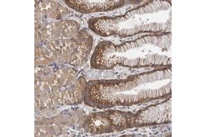 Immunohistochemical staining of human stomach with FBXO43 polyclonal antibody  shows distinct cytoplasmic positivity in glandular cells. (FBXO43 Antikörper)