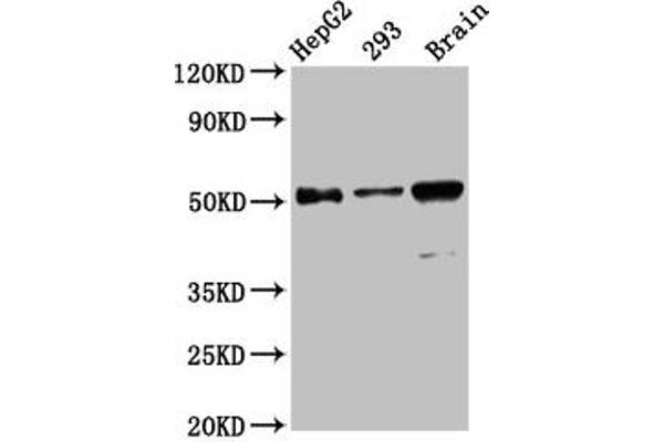 ZFP57 Antikörper  (AA 183-295)