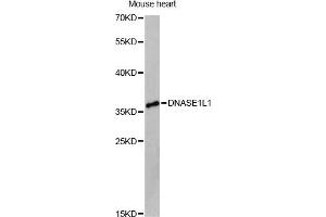 Western blot analysis of extracts of mouse heart, using DNASE1L1 Antibody (ABIN6292459) at 1:3000 dilution.