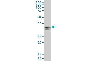 Western Blotting (WB) image for anti-Major Histocompatibility Complex, Class II, DP alpha 1 (HLA-DPA1) (AA 1-260) antibody (ABIN516493)