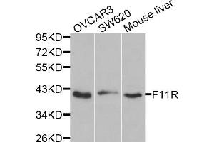 Western blot analysis of extracts of various cell lines, using F11R antibody (ABIN5970583) at 1/1000 dilution. (F11R Antikörper)