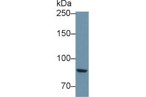 Western blot analysis of Mouse Kidney lysate, using Mouse PTPRS Antibody (1 µg/ml) and HRP-conjugated Goat Anti-Rabbit antibody ( (PTPRS Antikörper  (AA 889-1102))
