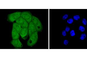 A431 cells were stained with Histone H2B (3A6) Monoclonal Antibody  at [1:200] incubated overnight at 4C, followed by secondary antibody incubation, DAPI staining of the nuclei and detection. (Histone H2B Antikörper)