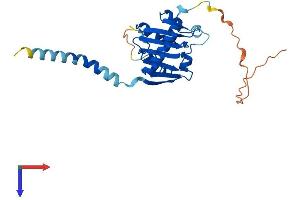 PLD6 Protein (AA 1-252) (His tag)