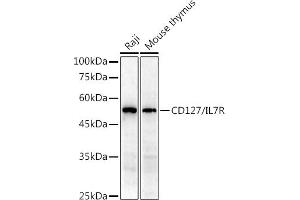 Western blot analysis of extracts of various cell lines, using CD127/IL7R antibody (ABIN3021790, ABIN3021791, ABIN1513091 and ABIN6215908) at 1:1000 dilution. (IL7R Antikörper  (AA 21-239))
