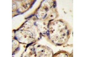 TUBB antibody immunohistochemistry analysis in formalin fixed and paraffin embedded human placenta tissue.