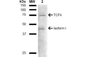 Western blot analysis of Mouse liver lysate showing detection of ~71. (TCF4 Antikörper  (AA 500-600) (FITC))