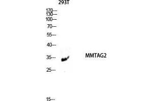 Western Blot (WB) analysis of 293T lysis using MMTAG2 antibody. (C1orf35 Antikörper  (N-Term))