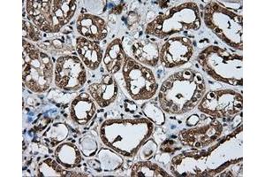 Immunohistochemistry (IHC) image for anti-Atrial Natriuretic Peptide Receptor 3 (NPR3) antibody (ABIN1499806) (NPR3 Antikörper)