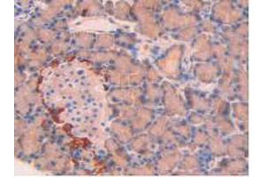 IHC-P analysis of Rat Pancreas Tissue, with DAB staining. (SPTAN1 Antikörper  (AA 2071-2269))