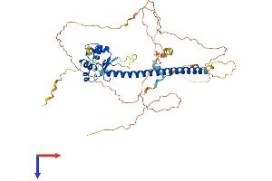 HSF4 Protein (AA 1-492) (His tag)