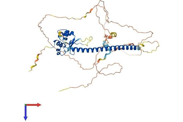 HSF4 Protein (AA 1-492) (His tag)