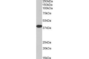 Biotinylated ABIN5539867 (3. (MORF4L1 Antikörper  (N-Term) (Biotin))