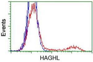 HEK293T cells transfected with either RC200832 overexpress plasmid (Red) or empty vector control plasmid (Blue) were immunostained by anti-HAGHL antibody (ABIN2454312), and then analyzed by flow cytometry.