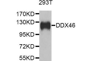 Western blot analysis of extracts of 293T cell line, using DDX46 antibody. (DDX46 Antikörper  (AA 682-1031))
