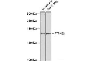 Western blot analysis of extracts of various cell lines using PTPN23 Polyclonal Antibody at dilution of 1:1000.
