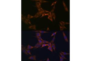 Immunofluorescence analysis of NIH-3T3 cells using BMP6 Rabbit mAb (ABIN7265900) at dilution of 1:100 (40x lens). (BMP6 Antikörper)
