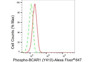anti-Breast Cancer Anti-Estrogen Resistance 1 (BCAR1) (pTyr410) antibody