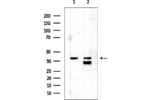 anti-Dual Specificity Phosphatase 7 (DUSP7) (Internal Region) antibody