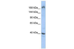 WB Suggested Anti-EIF4G1  Antibody Titration: 0. (EIF4G1 Antikörper  (Middle Region))
