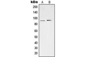 Western blot analysis of STAT3 (pS727) expression in HeLa (A), Raw264. (STAT3 Antikörper  (C-Term, pSer727))