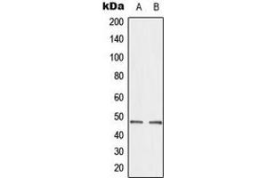 Western blot analysis of CTBP2 expression in A549 (A), HepG2 (B) whole cell lysates. (CTBP2 Antikörper  (C-Term))