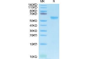 SDS-PAGE (SDS) image for Tumor Necrosis Factor (Ligand) Superfamily, Member 13 (TNFSF13) (AA 112-250), (Trimer) protein (His-Avi-DYKDDDDK Tag,Biotin) (ABIN7273874)