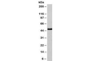 IHC testing of FFPE human pancreas with NSE antibody (clone NSEL1-1). (ENO2/NSE Antikörper  (AA 416-433))