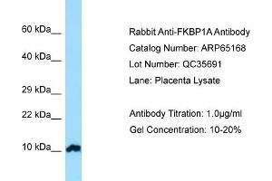 Western Blotting (WB) image for anti-FK506 Binding Protein 1A, 12kDa (FKBP1A) (N-Term) antibody (ABIN2790065) (FKBP1A Antikörper  (N-Term))