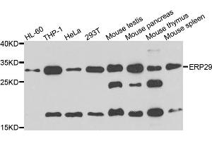 Western blot analysis of extracts of various cell lines, using ERP29 antibody (ABIN5995408) at 1/1000 dilution. (ERP29 Antikörper)