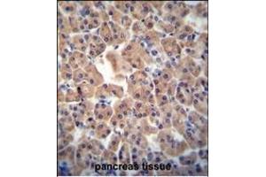 ATPBD3 antibody (Center) (ABIN654307 and ABIN2844091) immunohistochemistry analysis in formalin fixed and paraffin embedded human pancreas tissue followed by peroxidase conjugation of the secondary antibody and DAB staining. (ATPBD3 Antikörper  (AA 208-236))