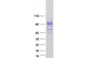 Validation with Western Blot (LCTL Protein (Myc-DYKDDDDK Tag))