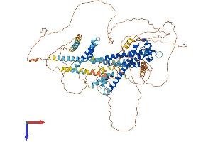 MYRIP Protein (AA 1-856) (His tag)