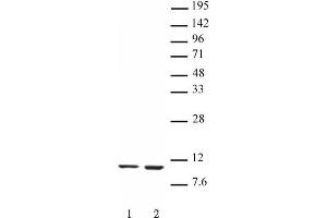 Histone H4K16ac antibody (mAb) tested by Western blot. (Histone H4 Antikörper  (acLys16))