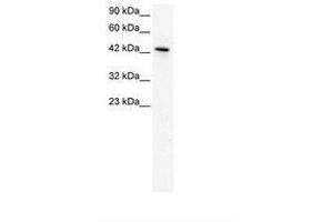 Image no. 2 for anti-Kruppel-Like Factor 15 (KLF15) (AA 45-94) antibody (ABIN202473) (KLF15 Antikörper  (AA 45-94))