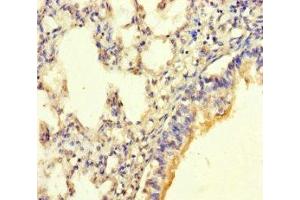 Immunohistochemistry of paraffin-embedded human lung tissue using ABIN7165887 at dilution of 1:100
