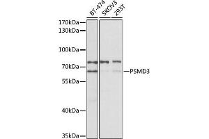 Western blot analysis of extracts of various cell lines, using PSMD3 antibody (ABIN3023699, ABIN3023700, ABIN3023701 and ABIN6219819) at 1:400 dilution. (PSMD3 Antikörper)