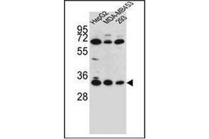 Western blot analysis of OR2T3 Antibody (C-term) in HepG2, MDA-MB453, 293 cell line lysates (35ug/lane). (OR2T3 Antikörper  (C-Term))