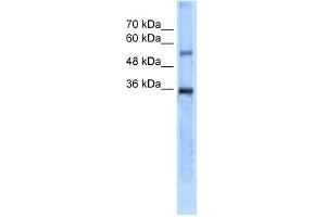 WB Suggested Anti-CA8 Antibody Titration:  5. (CA8 Antikörper  (N-Term))