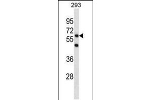 Western blot analysis in 293 cell line lysates (35ug/lane). (PGBD3 Antikörper  (N-Term))