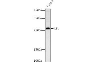 Western blot analysis of extracts of HUH-7, using IL11 antibody (ABIN6128128, ABIN6142292, ABIN6142293 and ABIN6219040) at 1:1000 dilution. (IL-11 Antikörper  (AA 22-199))