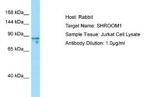 Host: Rabbit Target Name: SHROOM1 Sample Type: Jurkat Whole Cell lysates Antibody Dilution: 1. (SHROOM1 Antikörper  (C-Term))