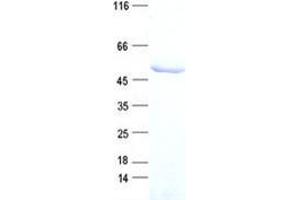 Validation with Western Blot (TSG101 Protein (DYKDDDDK Tag))